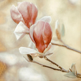 Blooming Hearts Walldecoration Wandkraft 74x74 cm Plexiglas Fine Art mat Aluminium profiel