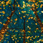 Plato's Trees Walldecoration Wandkraft 70x50 cm Plexiglas Fine Art glans Aluminium Profiel