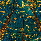 Plato's Trees Walldecoration Wandkraft 70x50 cm Plexiglas Fine Art glans Aluminium Profiel