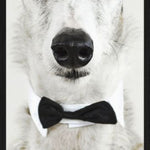 Faces 001 Walldecoration Wandkraft 48x98 cm