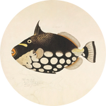 Fish Black Walldecoration Wandkraft Ø30 cm