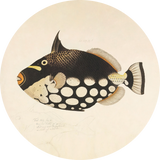 Fish Black Walldecoration Wandkraft Ø30 cm