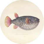 Blowfish Walldecoration Wandkraft Ø30 cm