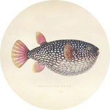 Blowfish Walldecoration Wandkraft Ø30 cm