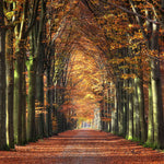 Autumn Walldecoration Wandkraft 70x50 cm Plexiglas Fine Art mat Baklijst Zwart