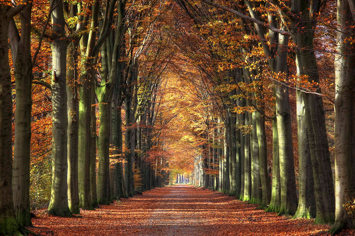 Autumn Walldecoration Wandkraft 70x50 cm Plexiglas Fine Art mat Baklijst Zwart