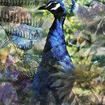 Proud Peacock Walldecoration Wandkraft 50x70 cm Fine art Plexiglas glans Aluminium profiel