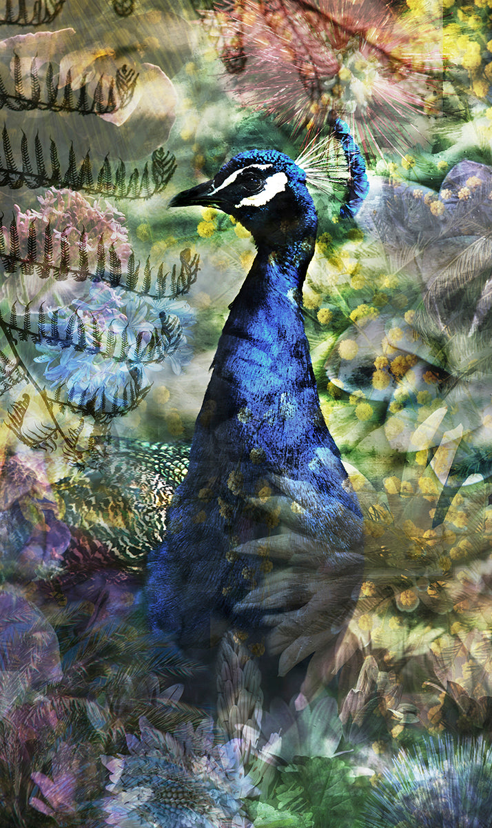 Proud Peacock Walldecoration Wandkraft 70x118 cm Fine art Plexiglas mat Vitrinelijst