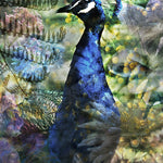 Proud Peacock Walldecoration Wandkraft 70x118 cm Fine art Plexiglas mat Vitrinelijst
