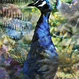 Proud Peacock Walldecoration Wandkraft 70x118 cm Fine art Plexiglas mat Vitrinelijst