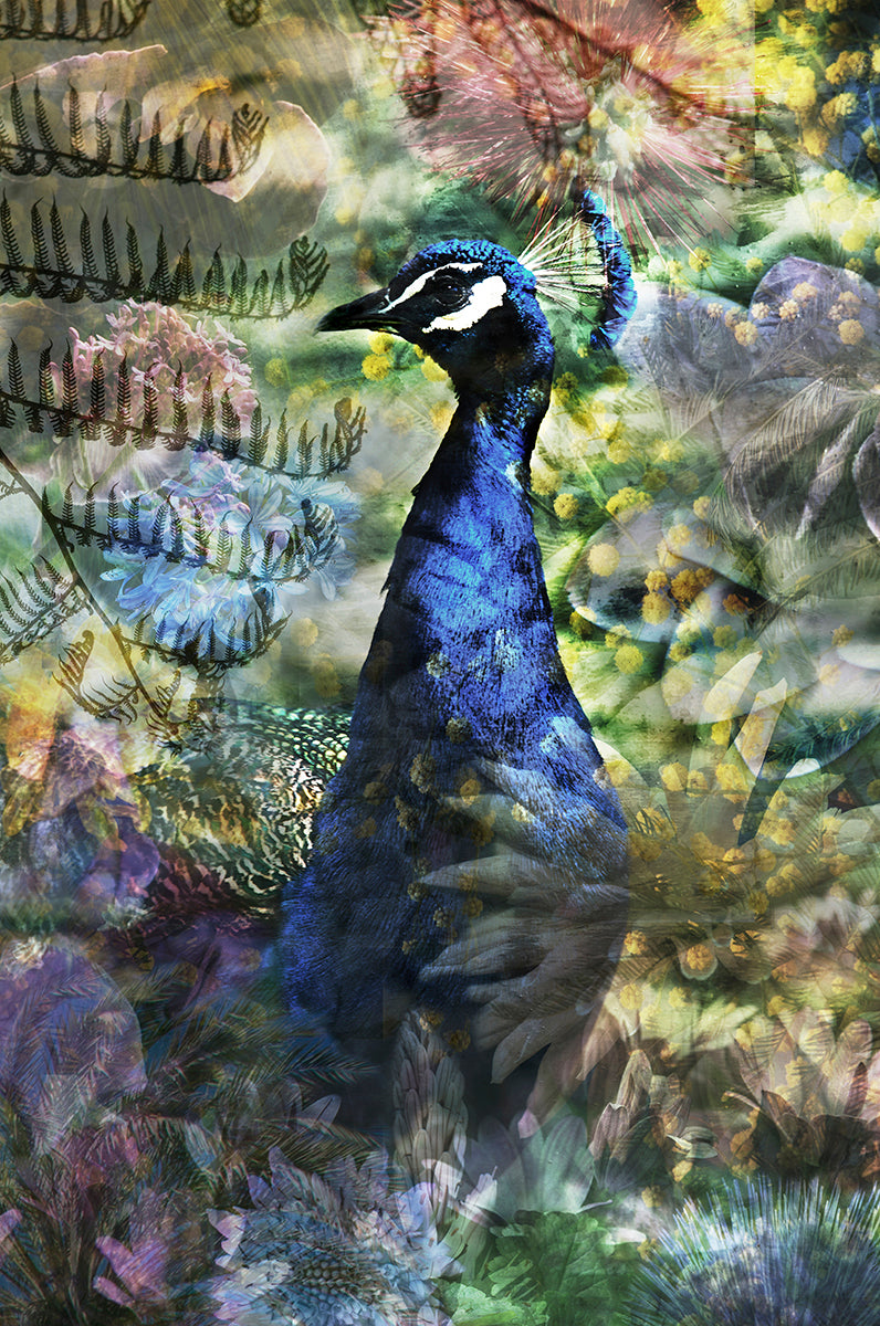 Proud Peacock Walldecoration Wandkraft 98x148 cm Fine art Plexiglas mat Vitrinelijst