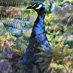 Proud Peacock Walldecoration Wandkraft 98x148 cm Fine art Plexiglas mat Vitrinelijst
