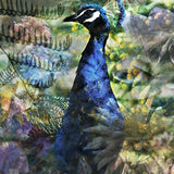 Proud Peacock Walldecoration Wandkraft 98x148 cm Fine art Plexiglas mat Vitrinelijst