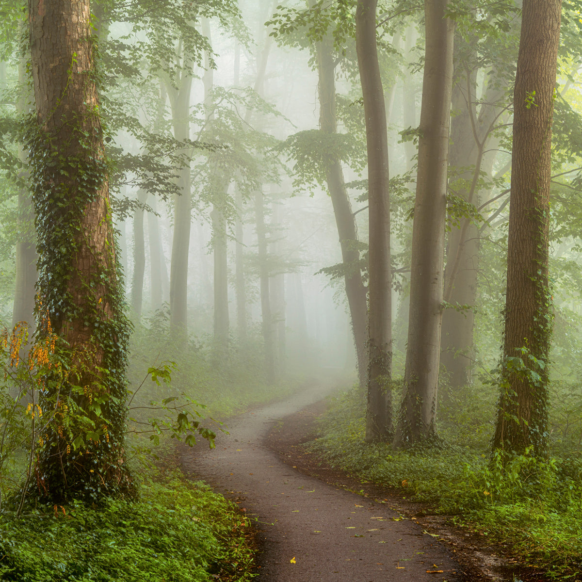 Foggy Mornings Walldecoration Wandkraft 74x74 cm Plexiglas Fine Art glans Aluminium Profiel