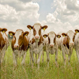 Curious Cows Walldecoration Wandkraft 70x50 cm Plexiglas Fine Art mat Aluminium Profiel