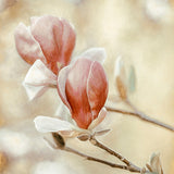 Blooming Hearts Walldecoration Wandkraft 50x70 cm Plexiglas Fine Art glans Aluminium profiel
