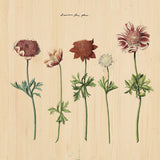 Botanical Stories 016 Walldecoration Wandkraft 74x74 cm