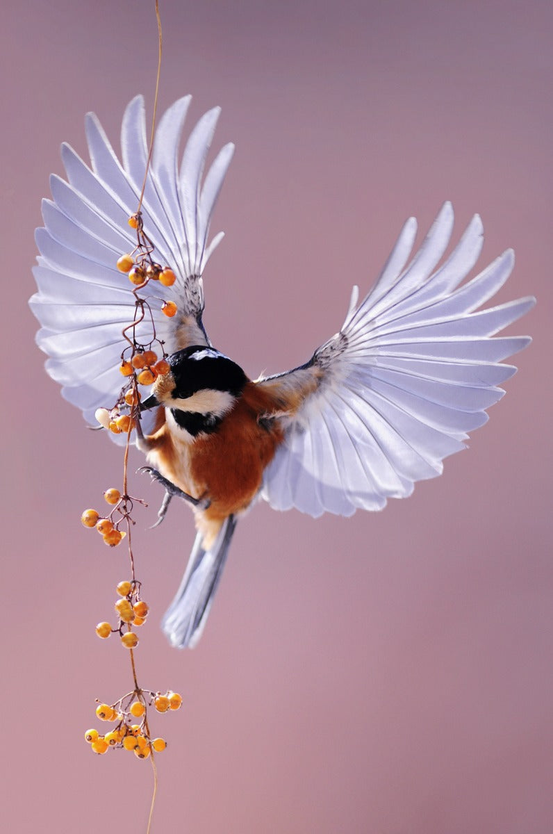 Bright Wings 020 Walldecoration Wandkraft 70x118 cm