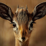 European Wildlife 010 Walldecoration Wandkraft 118x70 cm