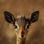 European Wildlife 010 Walldecoration Wandkraft 74x74 cm