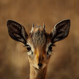European Wildlife 010 Walldecoration Wandkraft 74x74 cm