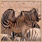 Trio of Stripes (Outlet) Walldecoration Wandkraft