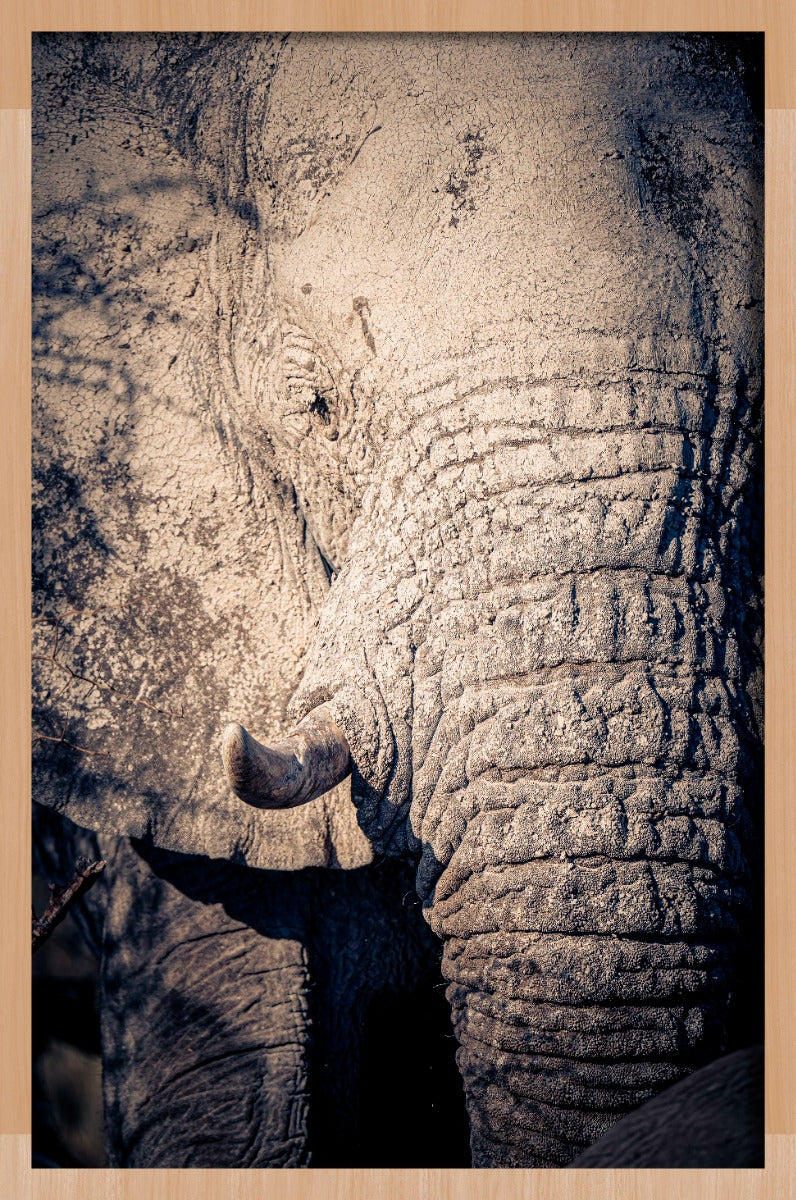 Elephant Details Walldecoration Wandkraft 70x118 cm Houten Lijst blank