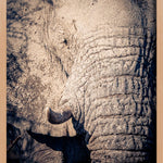 Elephant Details Walldecoration Wandkraft 70x118 cm Houten Lijst blank