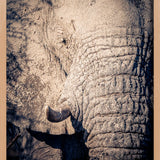 Elephant Details Walldecoration Wandkraft 70x118 cm Houten Lijst blank