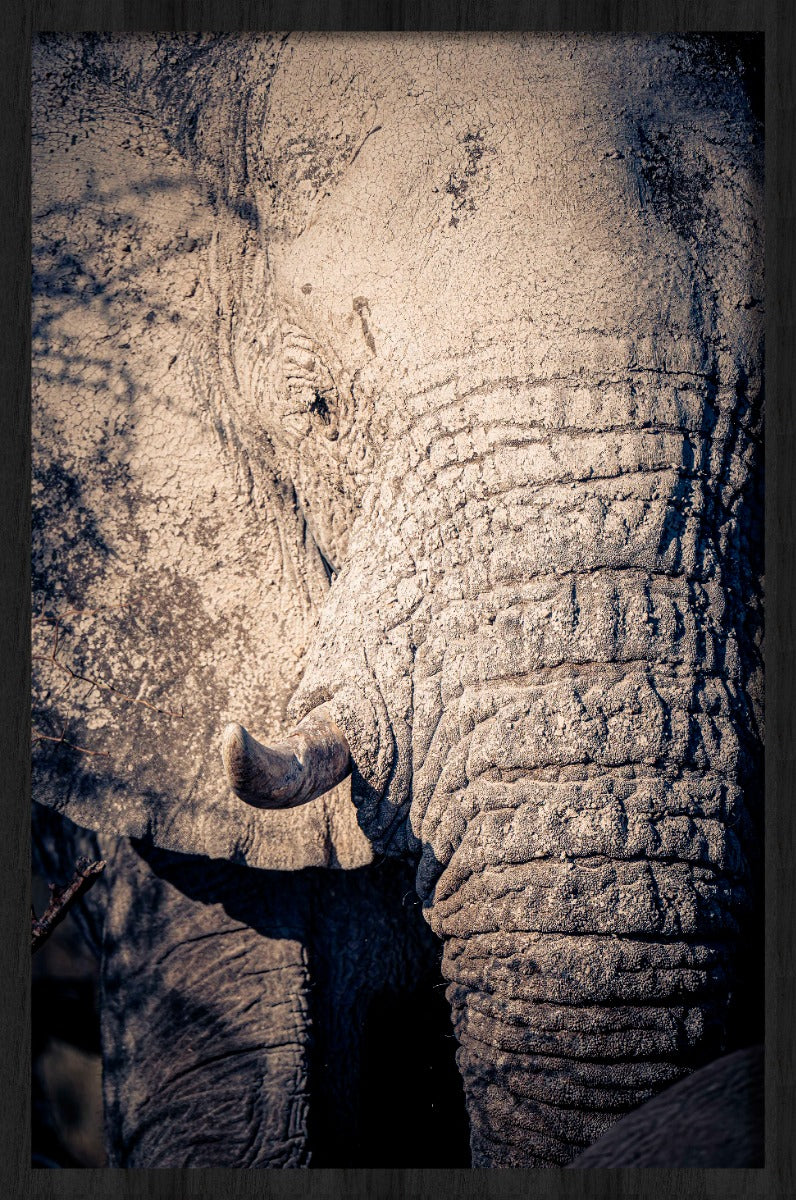 Elephant Details Walldecoration Wandkraft 70x118 cm Houten Lijst zwart
