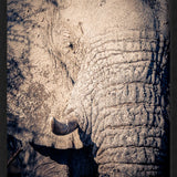 Elephant Details Walldecoration Wandkraft 70x118 cm Houten Lijst zwart