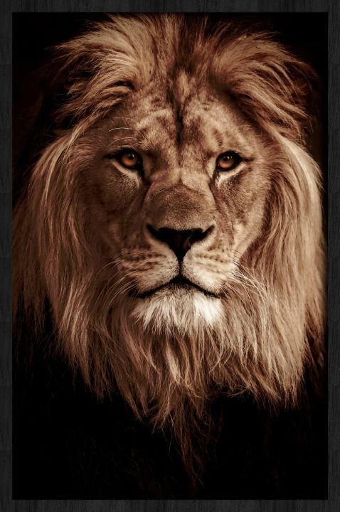 King's Pride Walldecoration Wandkraft 70x118 cm