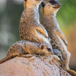Wildlife 017 Walldecoration Wandkraft 48x98 cm
