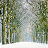 Tunnel of Trees Walldecoration Wandkraft 70x50 cm Plexiglas Fine Art glans Aluminium Profiel