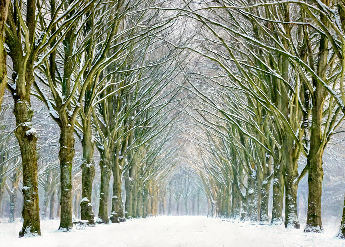 Tunnel of Trees Walldecoration Wandkraft 70x50 cm Plexiglas Fine Art glans Aluminium Profiel