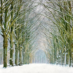 Tunnel of Trees Walldecoration Wandkraft 74x74 cm Plexiglas Fine Art glans Aluminium Profiel