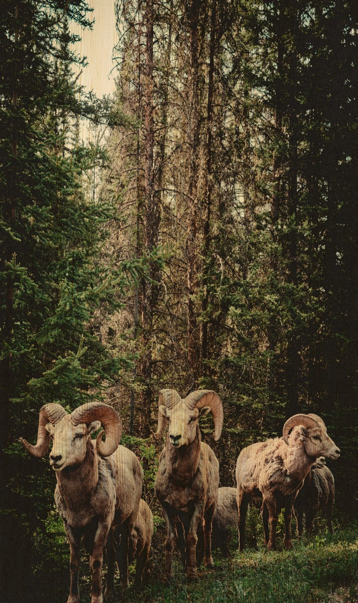 European Wildlife 003 Walldecoration Wandkraft 70x118 cm