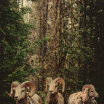 European Wildlife 003 Walldecoration Wandkraft 70x118 cm