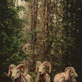 European Wildlife 003 Walldecoration Wandkraft 70x118 cm