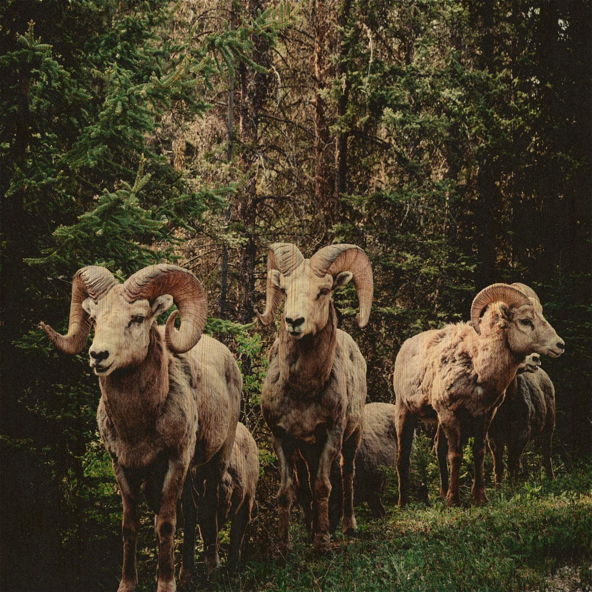 European Wildlife 003 Walldecoration Wandkraft 74x74 cm