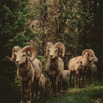 European Wildlife 003 Walldecoration Wandkraft 74x74 cm