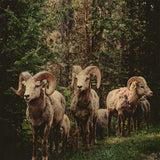 European Wildlife 003 Walldecoration Wandkraft 74x74 cm