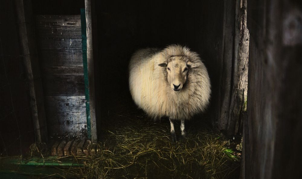 European Wildlife 004 Walldecoration Wandkraft 98x48 cm