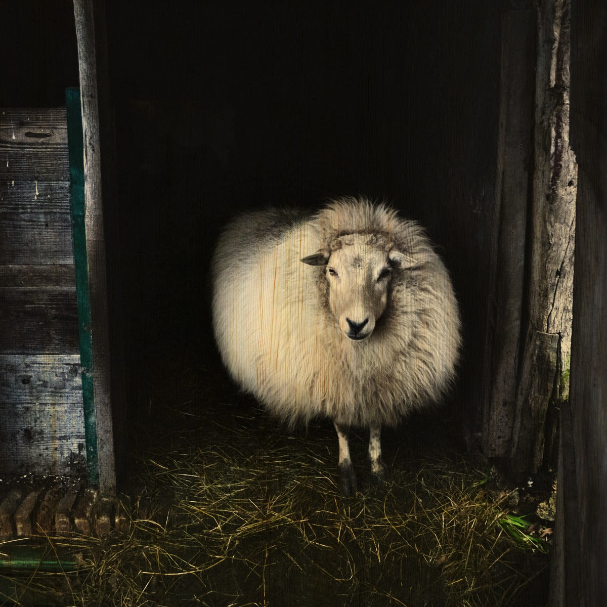 European Wildlife 004 Walldecoration Wandkraft 74x74 cm