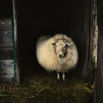 European Wildlife 004 Walldecoration Wandkraft 74x74 cm