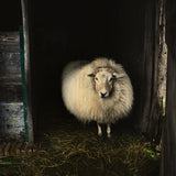 European Wildlife 004 Walldecoration Wandkraft 74x74 cm