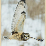 Bright Wings 007 Wandkraft 70x118 cm