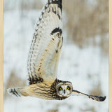 Bright Wings 007 Wandkraft 70x118 cm