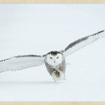 Bright Wings 008 (Outlet) Walldecoration Wandkraft 118x70 cm