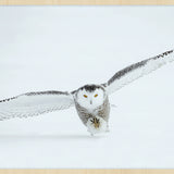 Bright Wings 008 (Outlet) Walldecoration Wandkraft 118x70 cm